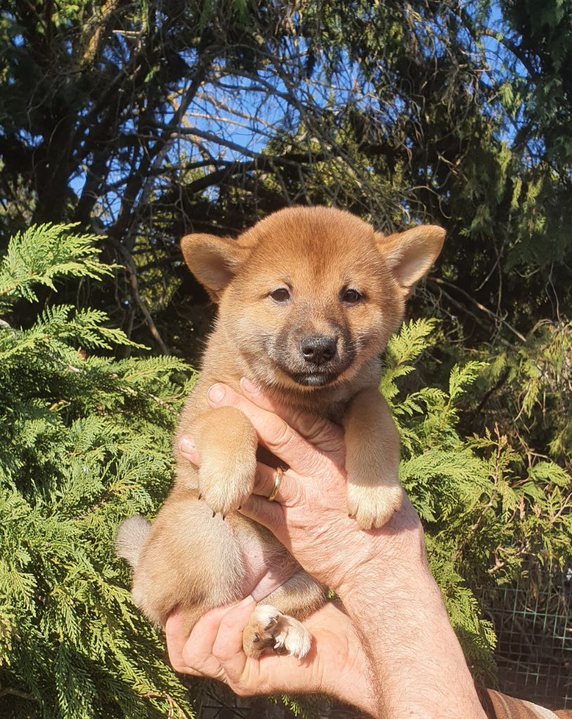 Du clos des ternes - Chiots disponibles - Shiba