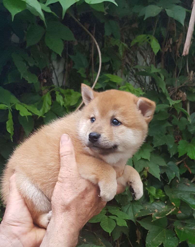 Du clos des ternes - Chiots disponibles - Shiba