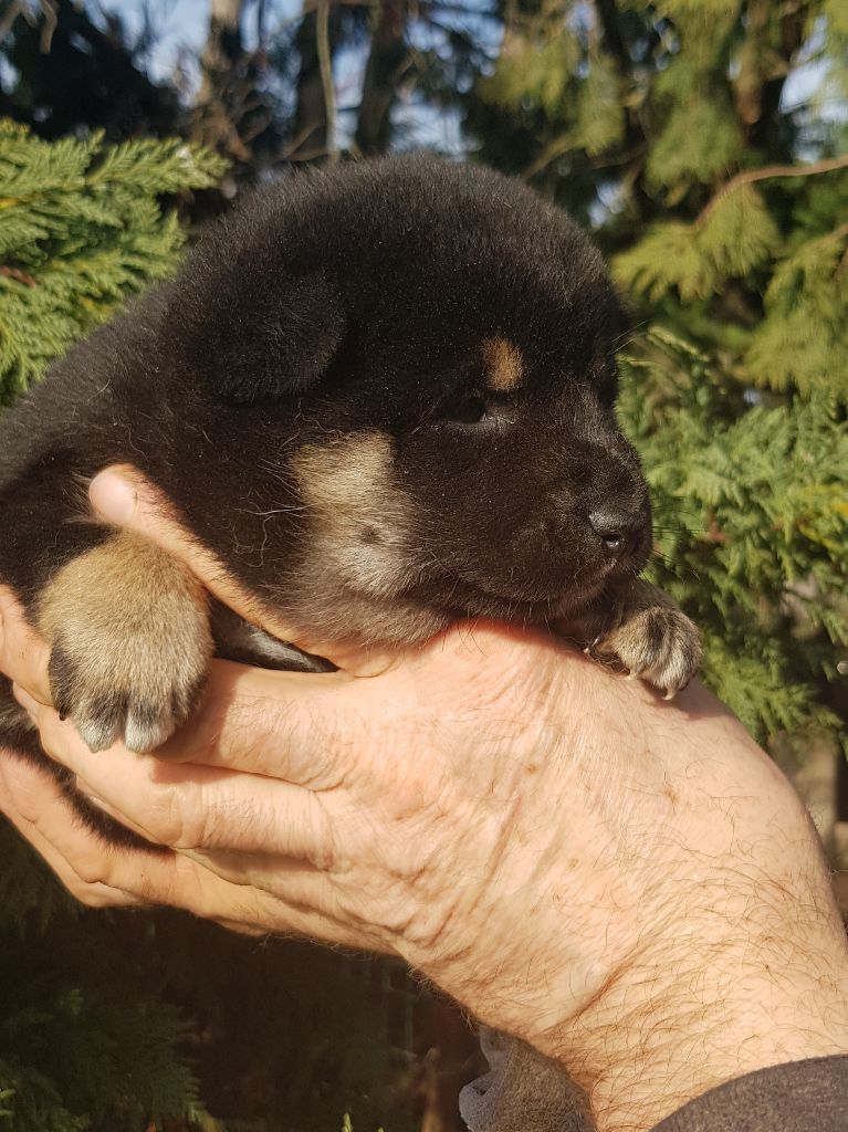 Du clos des ternes - Chiots disponibles - Shiba